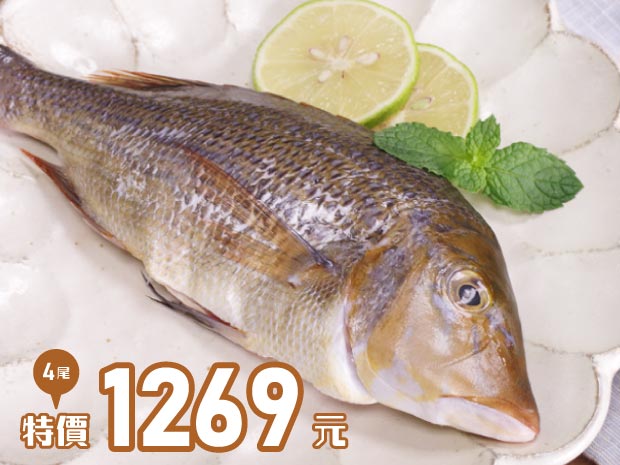 澎湖-活締野生青嘴魚300g四尾組