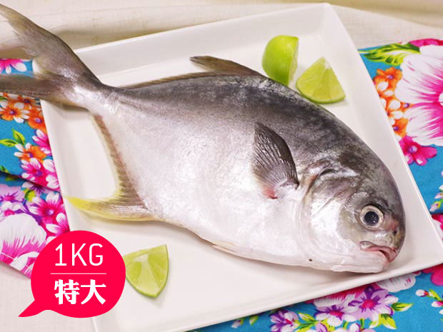 澎湖-富貴海味金鯧魚1公斤(特大)