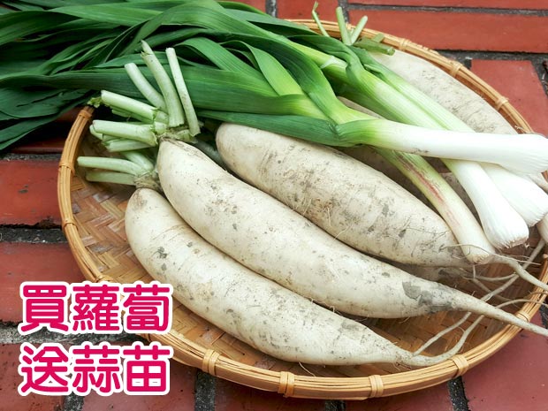 【水林】甜美雪玉小蘿蔔(5斤)送青蒜5兩