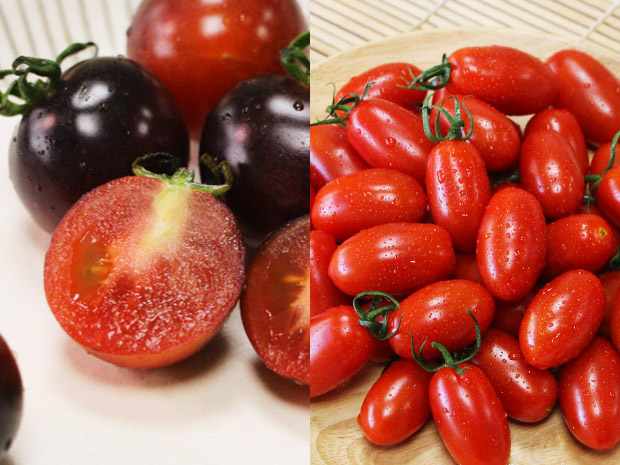 【歸仁】大紅大紫雙色有機番茄4斤