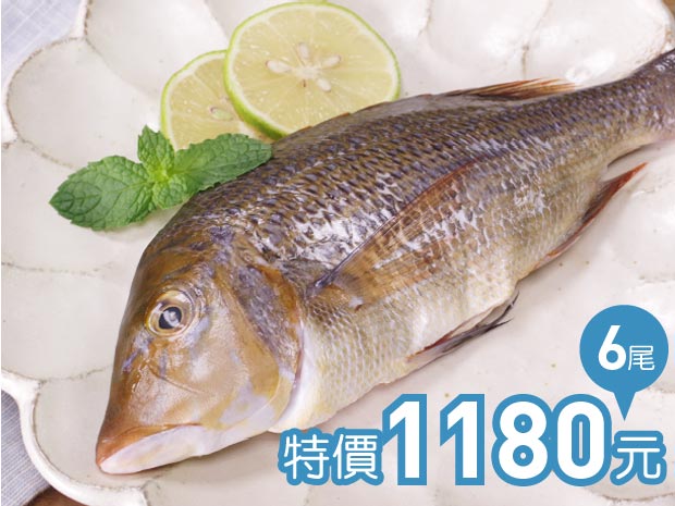 澎湖-活締野生青嘴魚150g六尾組