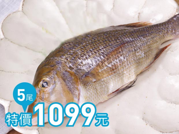 澎湖-活締野生青嘴魚200g五尾組