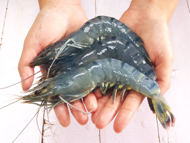 台灣極品特大藍鑽草蝦4-5尾200g