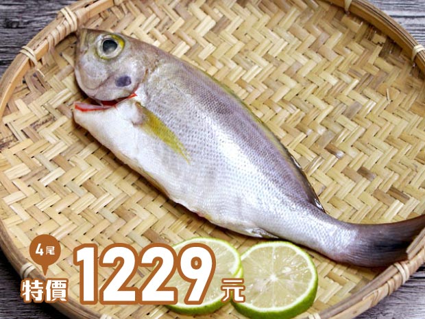 澎湖-極鮮野生手釣黃雞魚250g四尾組