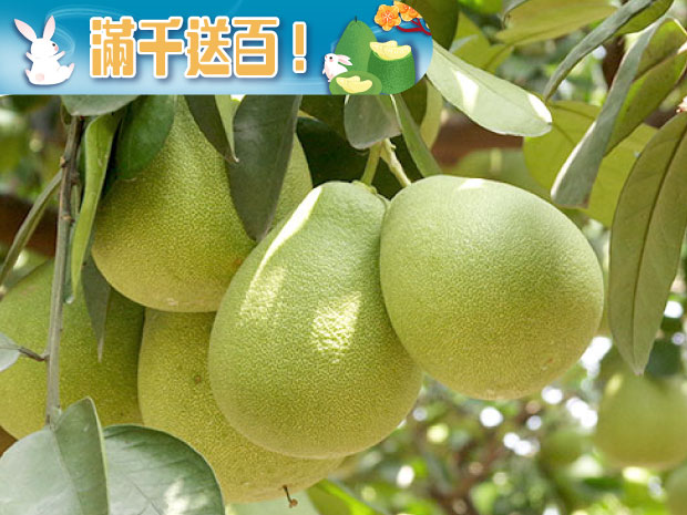 預購-【西湖】始祖寶柚10斤(一箱)