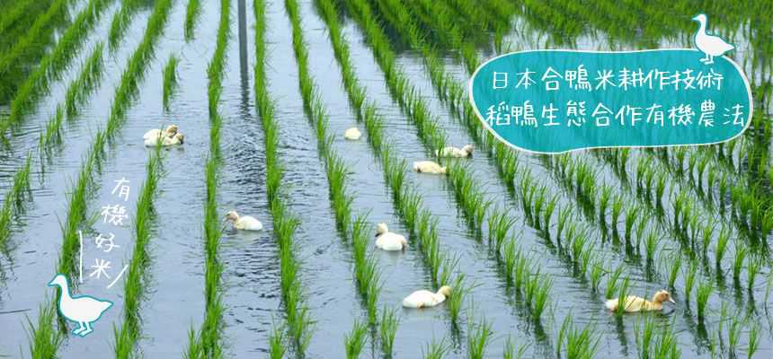 稻鴨米 有機益全糙米3kg 包 三星稻鴨米 悠活農村